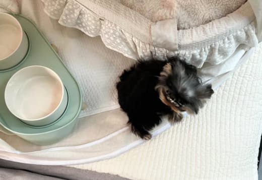 Yorkshire puppies