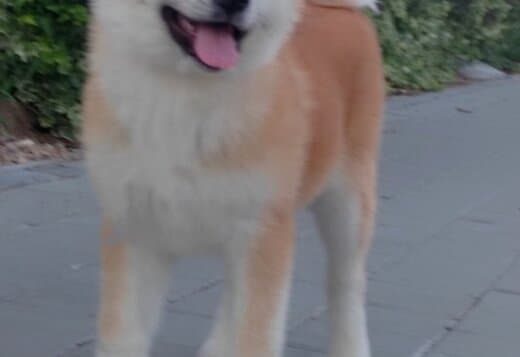 Akita Inu – Beautiful FCI Puppies