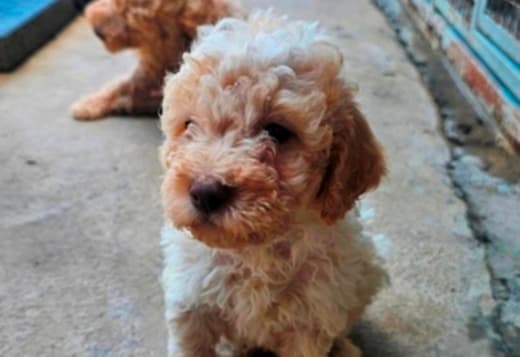 Lagotto Romagnolo, quality puppies
