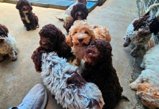 Lagotto Romagnolo, quality puppies