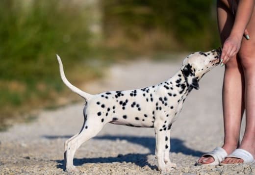 Dalmatian puppies for sale