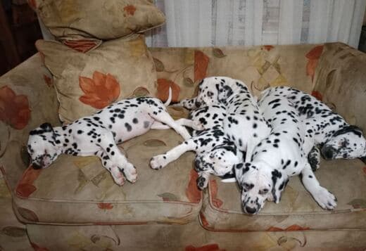 (Dalmatian) Contact via Email Only at (Sergiogustave52@gmail.com)