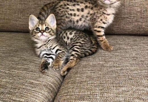 Savannah Kittens contact via email: (for.your.inquiries99@gmail.com)