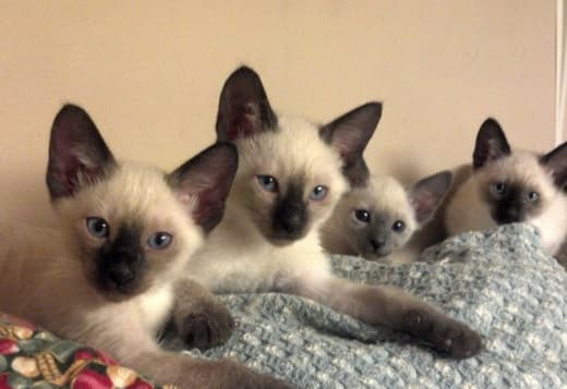 Siamese kittens, contact via email: (for.your.inquiries99@gmail.com)