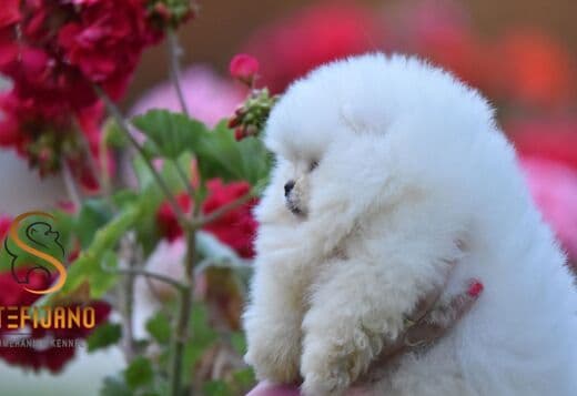 Pomeranian BOO Teddy Bear Puppies