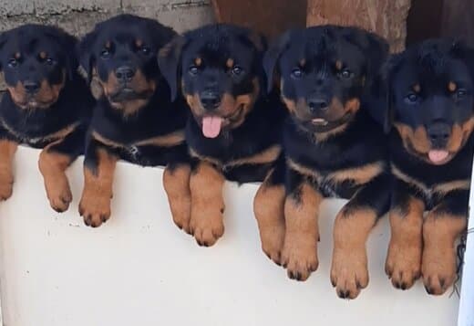 Rottweiler, male puppies