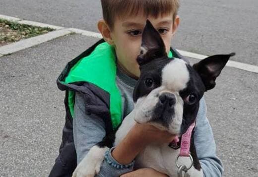 Boston Terrier male