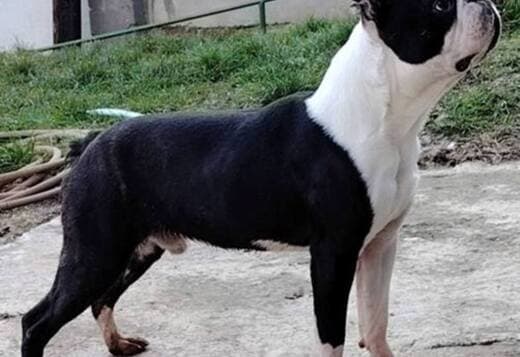Boston Terrier male