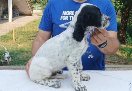 A litter of excellent English Setters