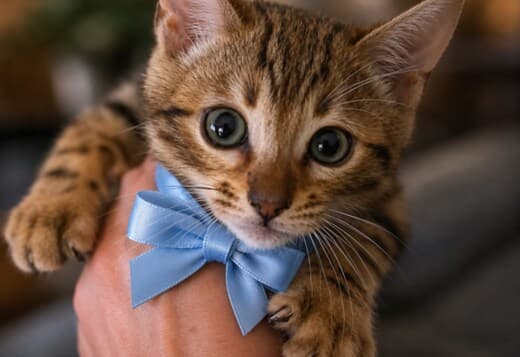 Bengal Kittens for Sale