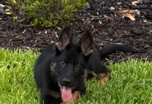 We are looking for a new home for our dog because our son has allergie