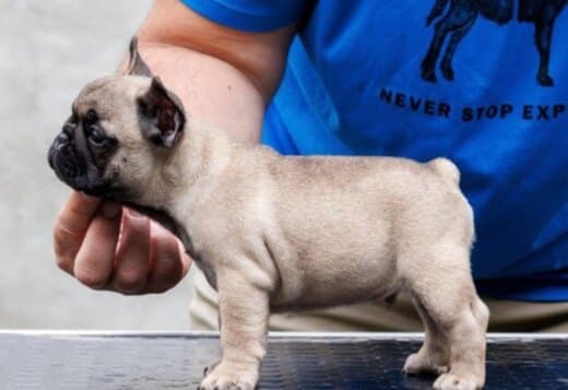French bulldog, puppies