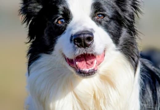 Border Collie - Border collie puppies