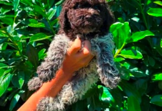 Lagotto Romagnolo puppies