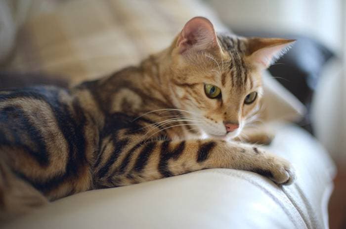 Bengali is the breed of cats that destroys all stereotypes