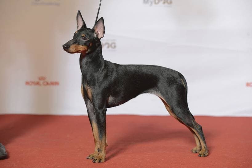 Popular dog breeds. English Toy Terrier