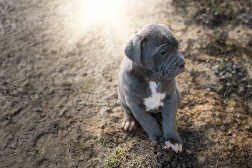Caring for Your Great Dane Puppy