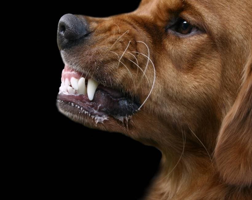 Why does my dog ??bite me?