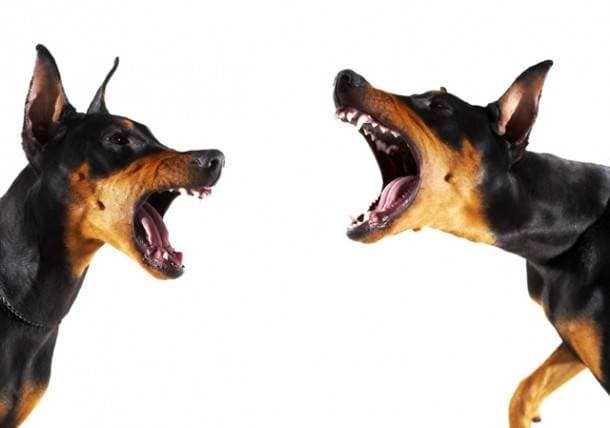 Bull Terriers and Boxers: Active Companions, Not Fighting Dogs