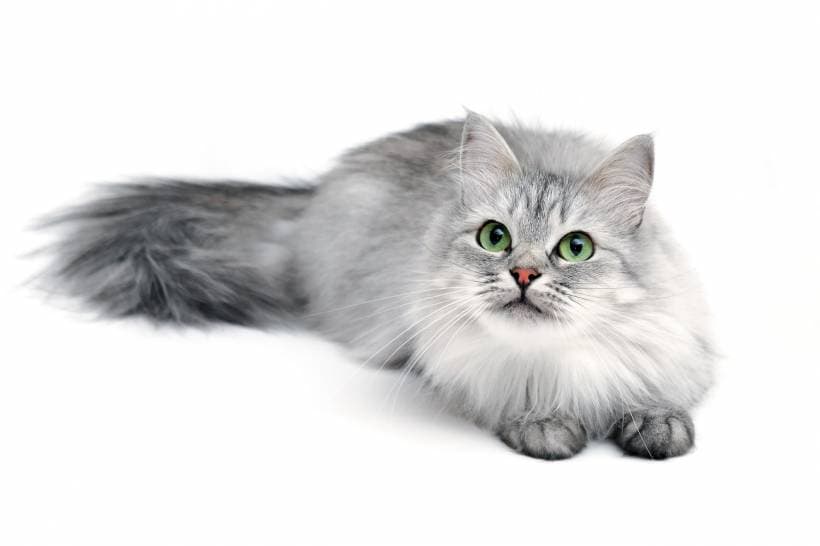 Problems with keeping cats in the house