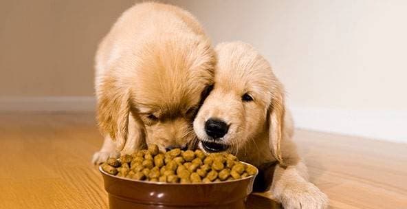 How to Feed Your Dog Properly: Portions, Food and Safety