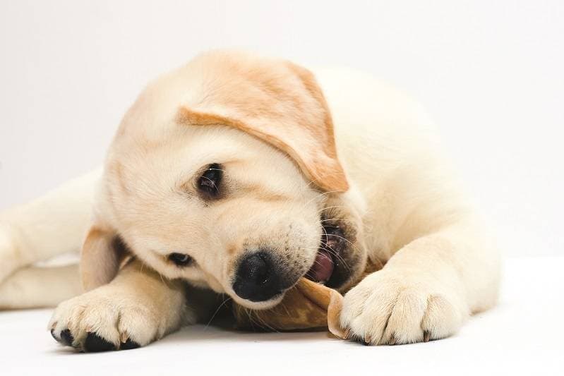 How to choose and buy a dog?