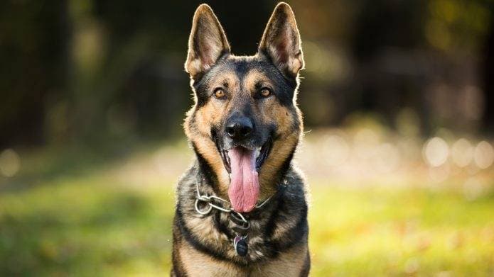Universal Shepherd breed