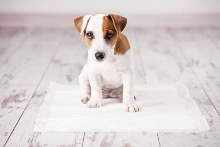 Observations and small dog breeds training