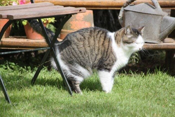 How does a cat mark a territory