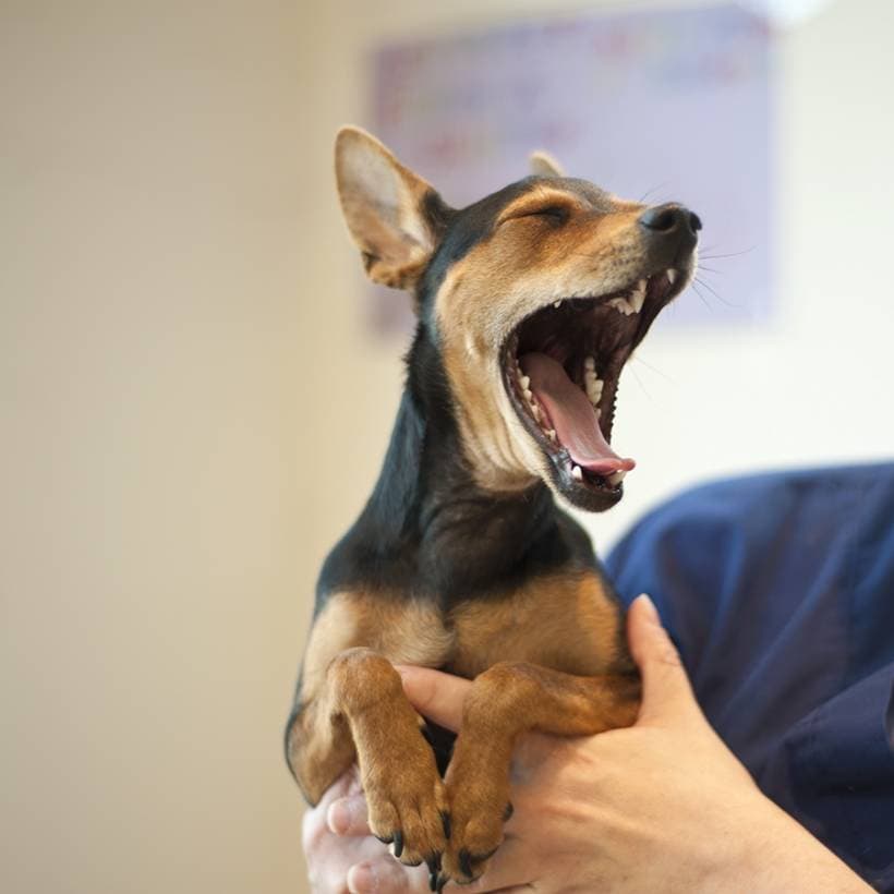 How to learn to understand the body language of dogs?