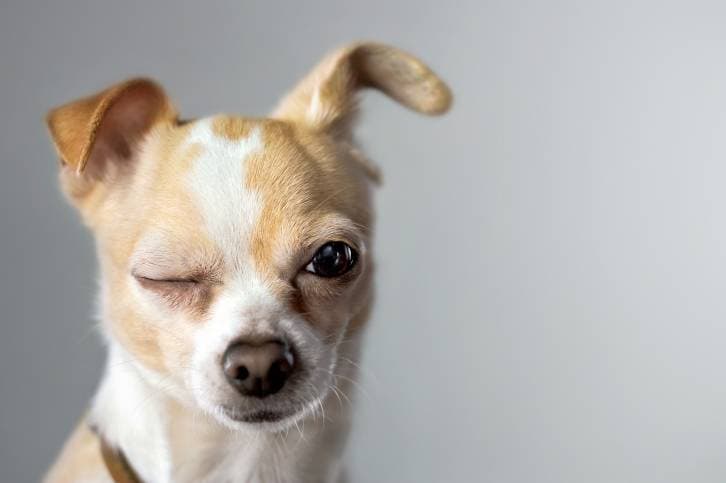 10 Interesting Dog Facts, Explained Without the Myths
