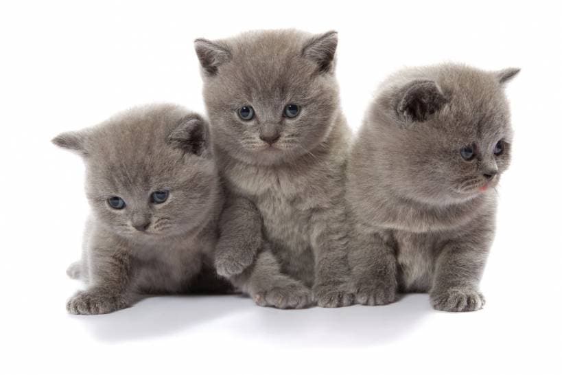 Prepare cats to the show: grooming