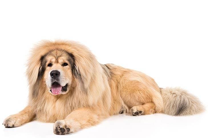 Rare breeds of dogs