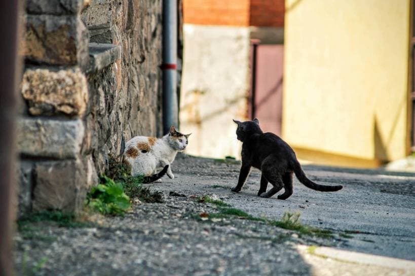 Body language and behavior of cats