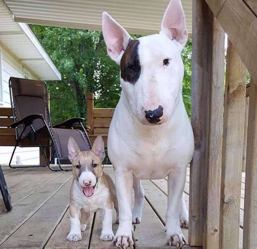 English Bull Terrier - breed history, description, content.
