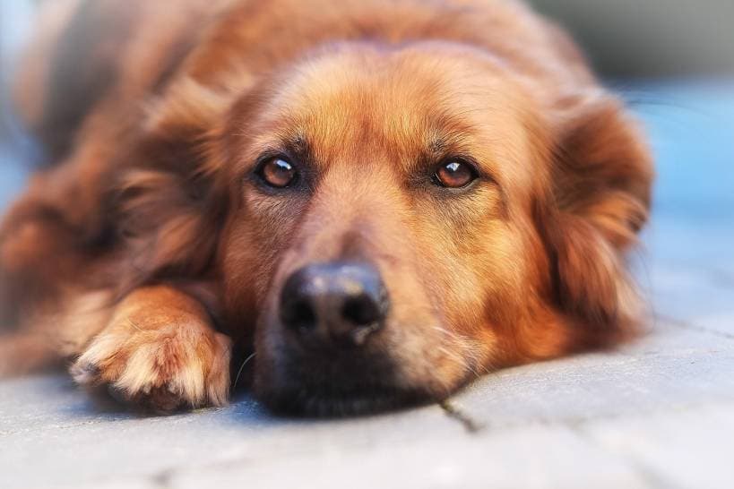 Can dogs appreciate colors?