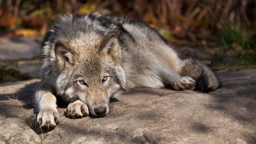 Pet "wolves"