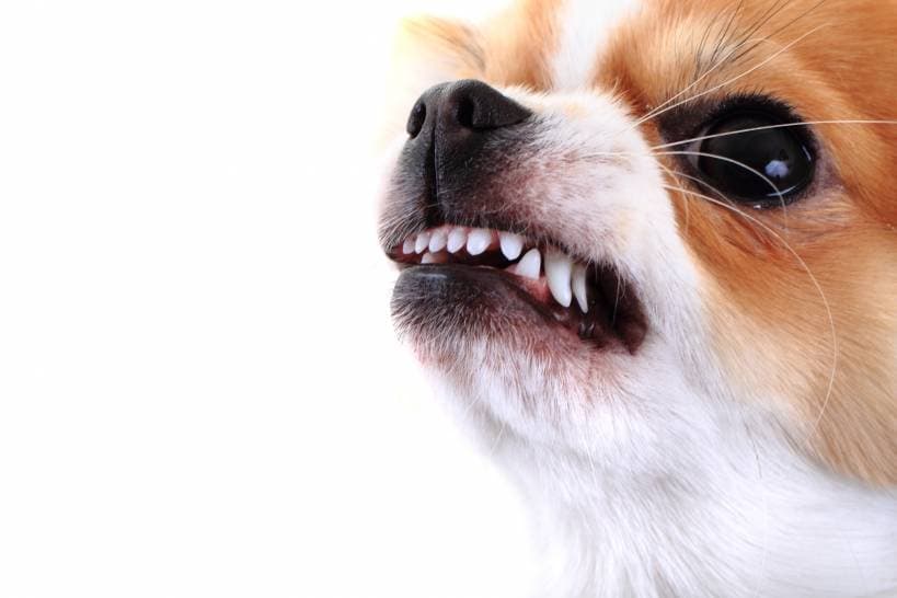 How to prevent aggression in dogs