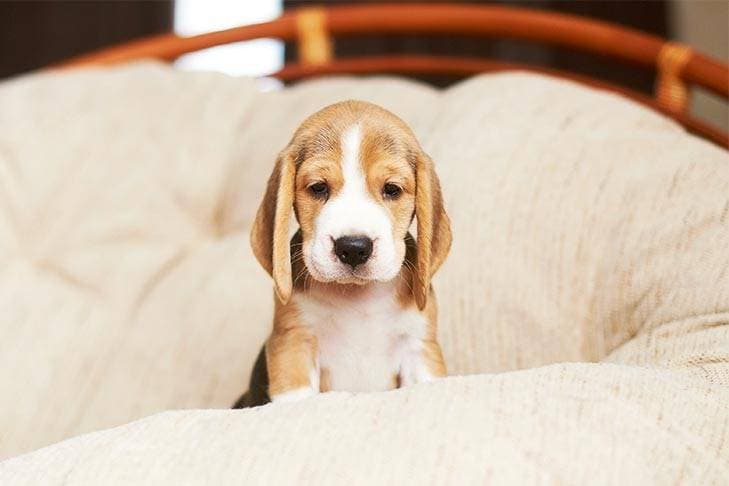 Puppy home alone