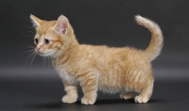 Munchkin cat breed