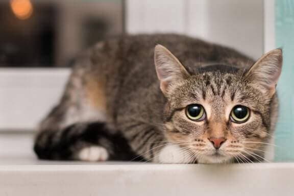What are cats afraid of?
