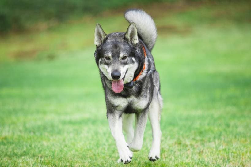 Laika - the best friend