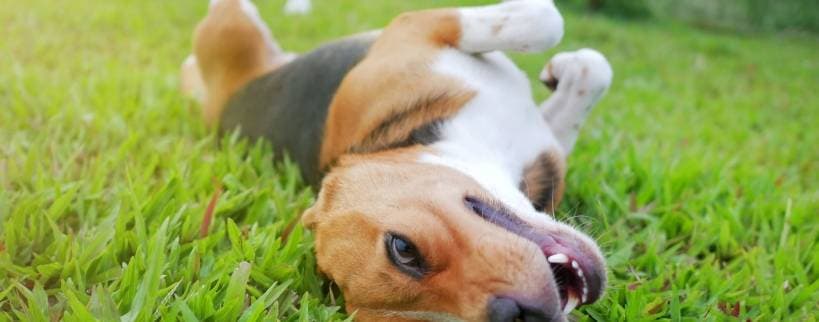Instincts and habits in dogs
