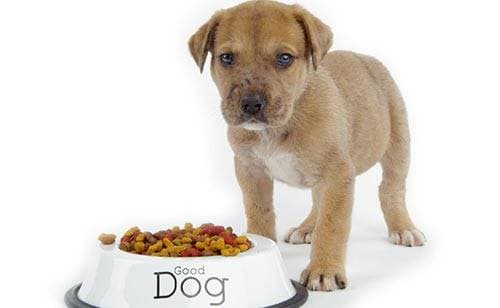The Ultimate Guide to Feeding Your Puppy: A Complete Diet Plan
