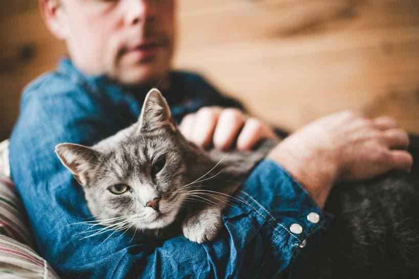 Cats: Life on the street and at home
