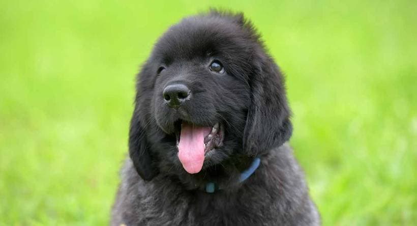 Newfoundland