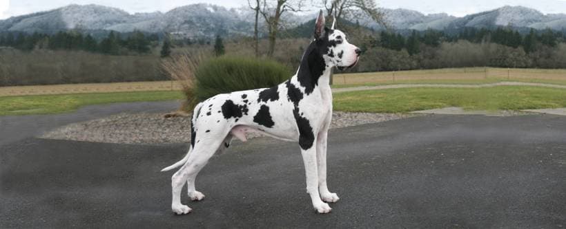 Living With a Great Dane: Space, Manners and Daily Planning