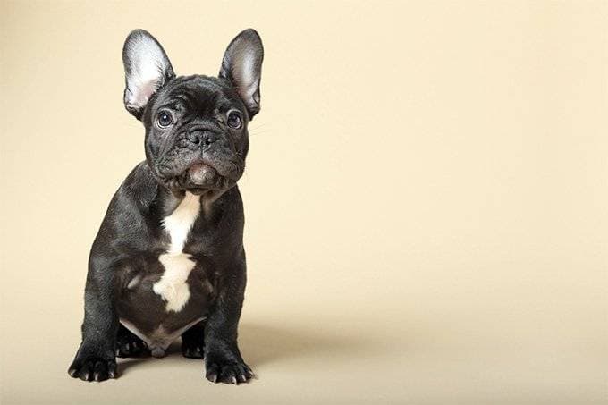 French bulldog puppy: keeping rules and terms