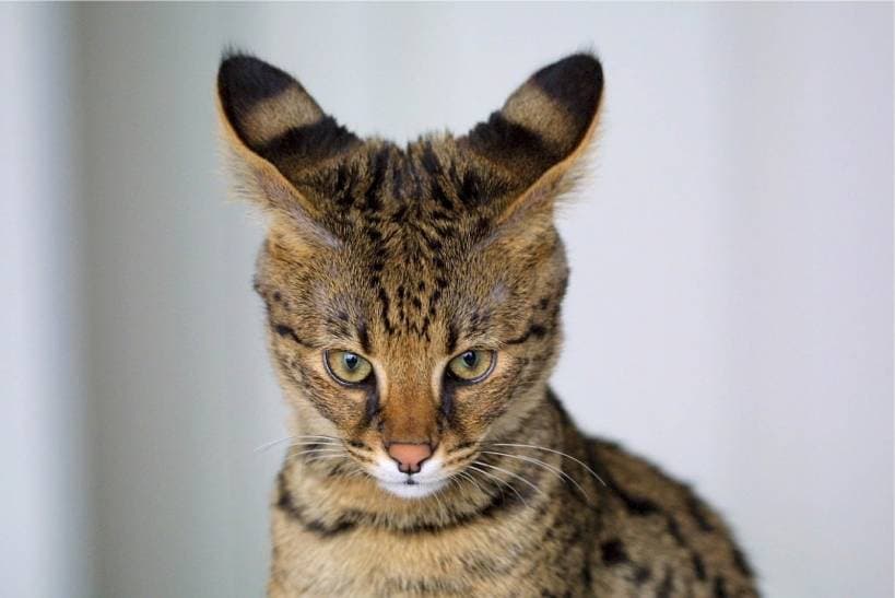 The most expensive cat breed