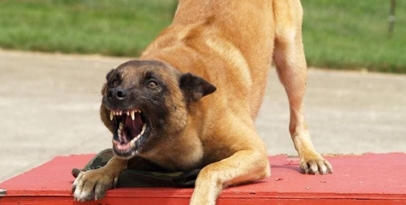 How to avoid an attack of the dog